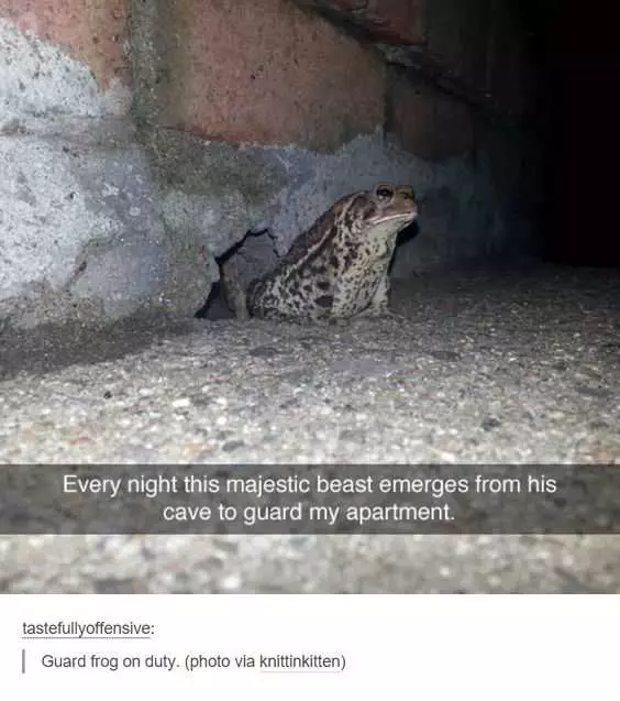 Animal Guard Frog