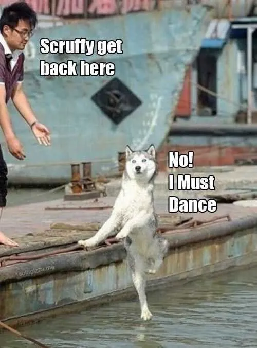 Animal Must Dance