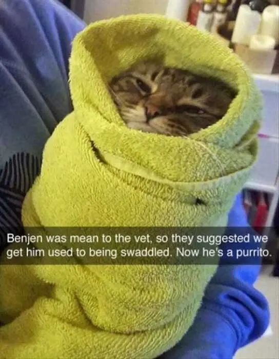 Animal Purrito
