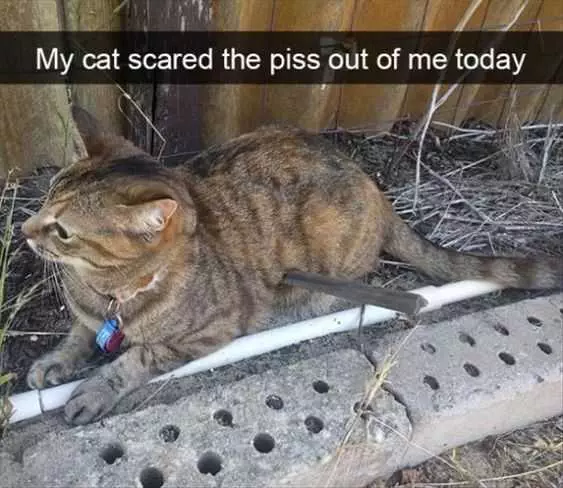 Animal Scared Cat