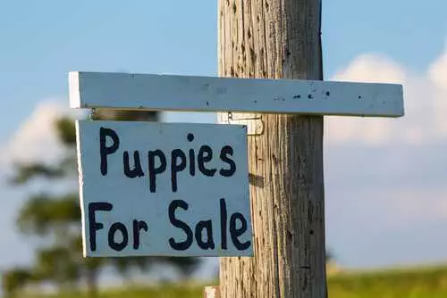 Baxterboo Puppy Sale