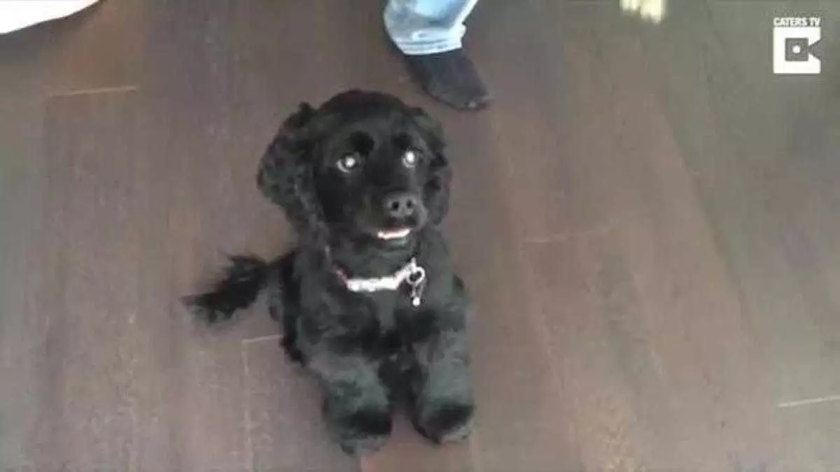 Blind Cocker Spaniel Sees Her Owners For First Time