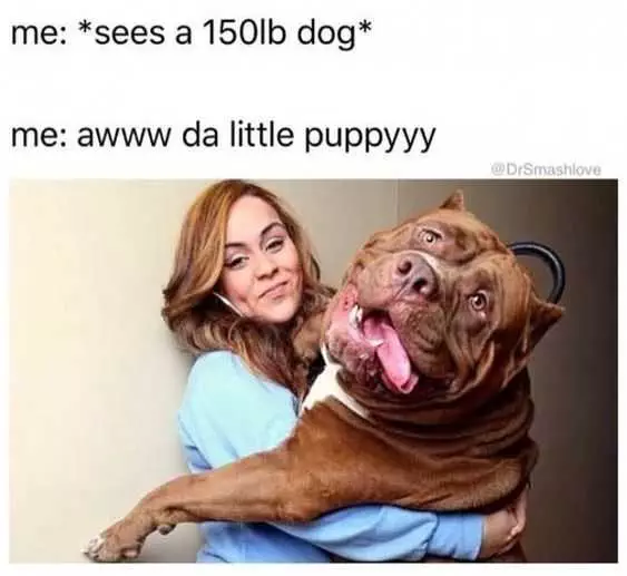Funny Aww Puppy
