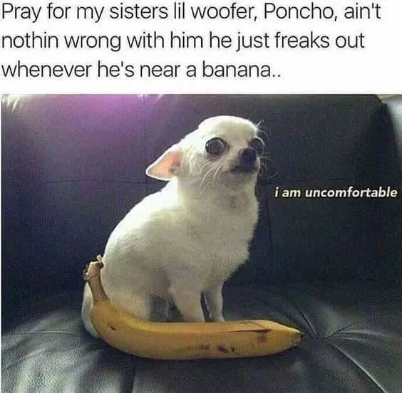 Funny Banana Meme