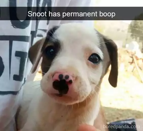 Funny Boop Snoot