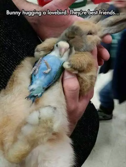 Funny Bunny Hugging