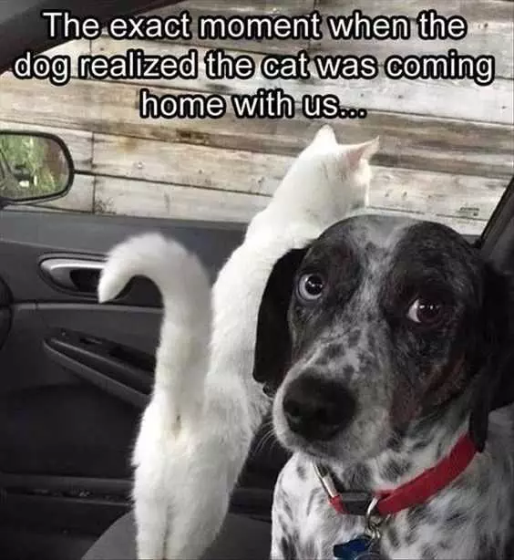 Funny Cat Coming Home