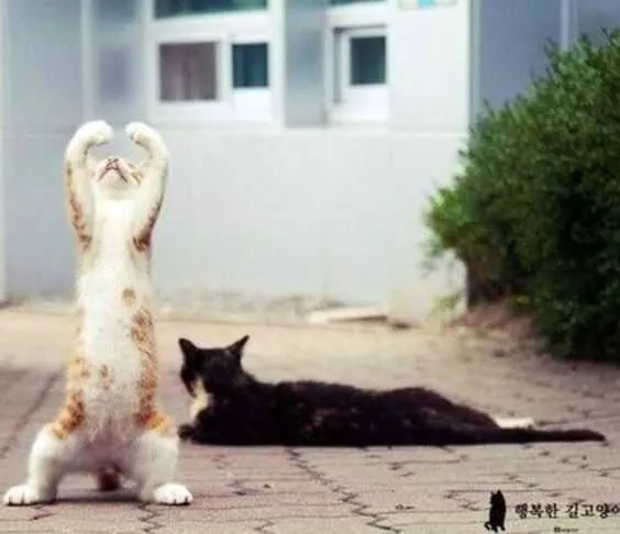 Funny Cat Dance