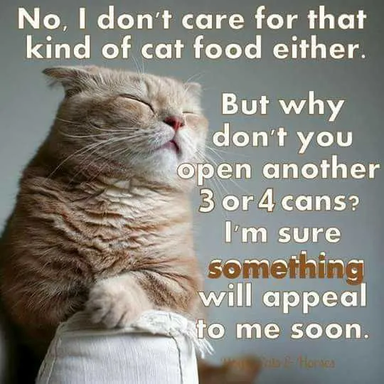 Funny Cat Food Appeal