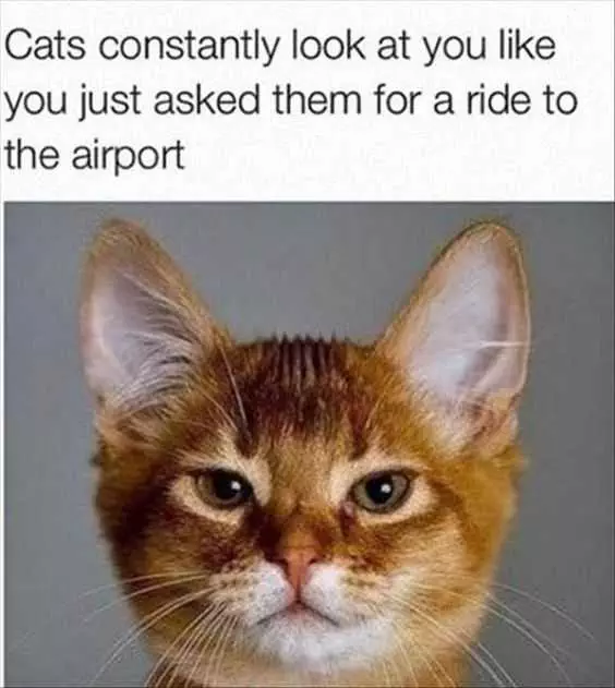 Funny Cat Ride Airport