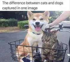Funny Cats Dogs One