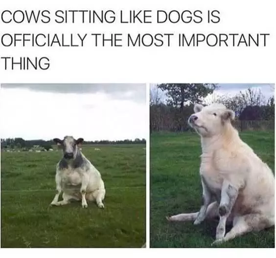 Funny Cows Dogs