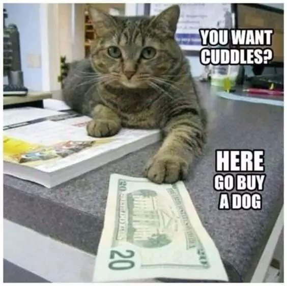 Funny Cuddles Cat