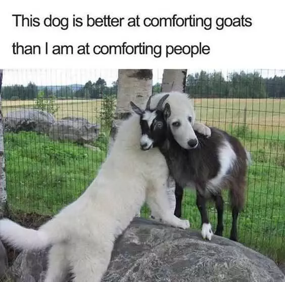 Funny Dog Goats