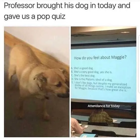 Funny Dog Maggie