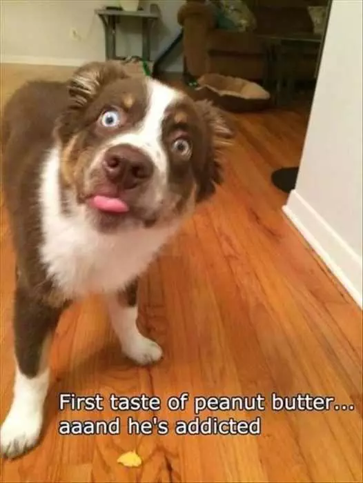Funny First Taste Peanut Butter