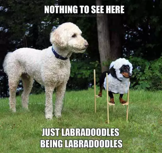 Funny Labradoodles