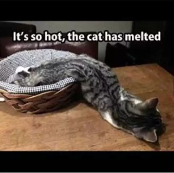 Funny Melted