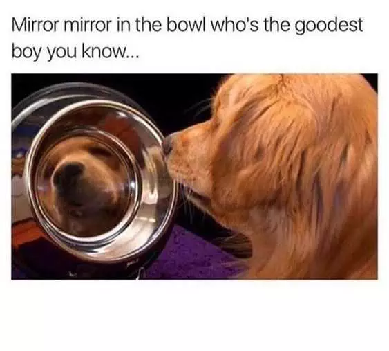 Funny Mirror Mirror