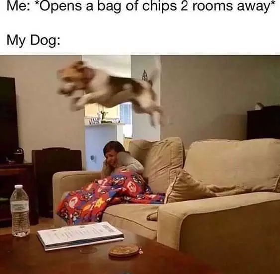 Funny My Dog Chips