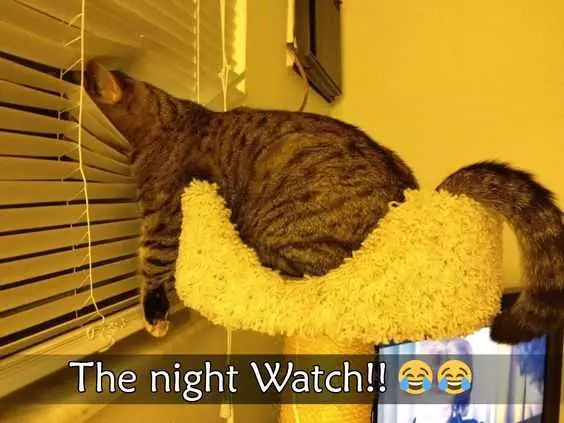 Funny Night Watch