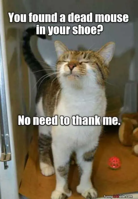 Funny No Need