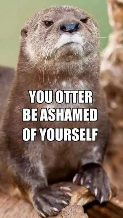 Funny Otter Ashamed