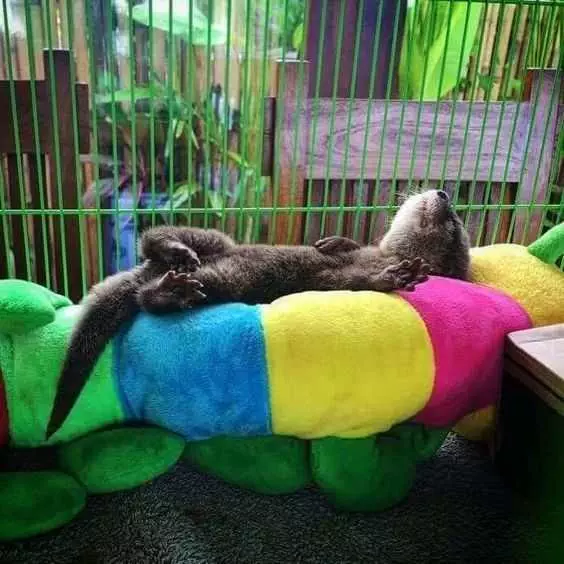 Funny Otter Sleep