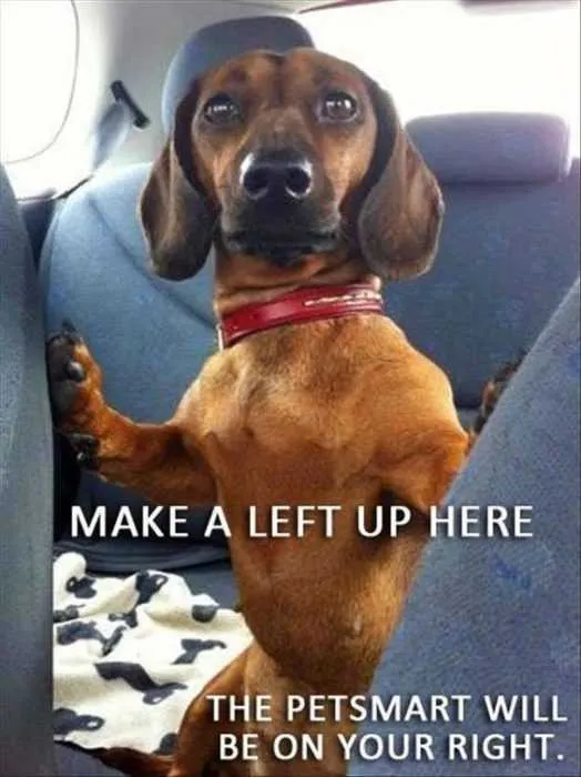 Funny Petsmart Right