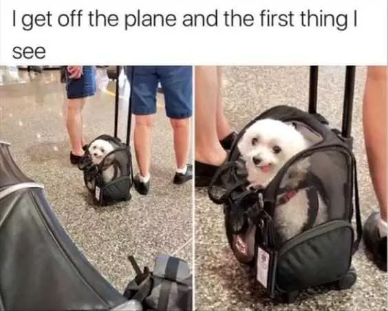 Funny Plane First Thing