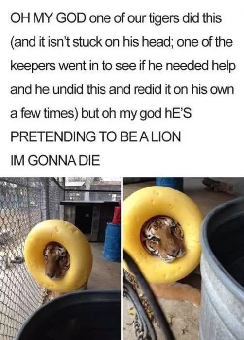 Funny Pretending To Be Lion