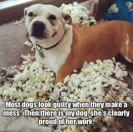 Funny Proud Of Her Work