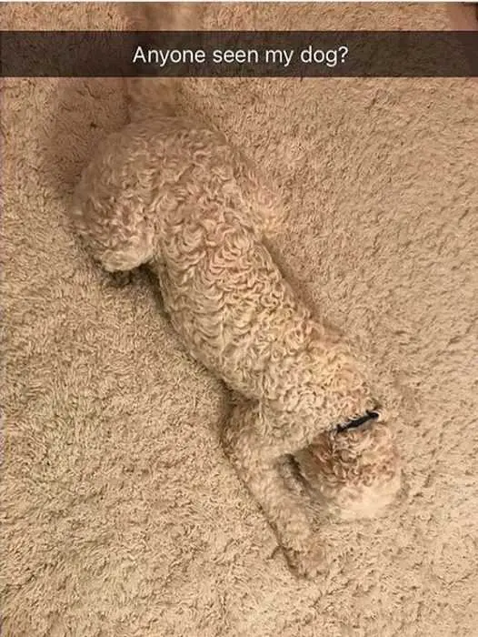 Funny Seen Mydog