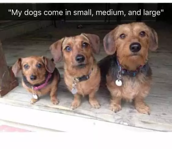 Funny Small Medium Large