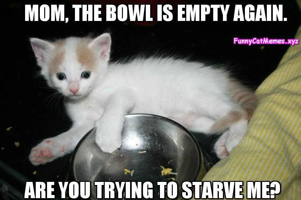 Funny Starve Me