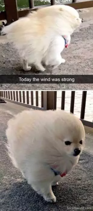 Funny Strong Wind