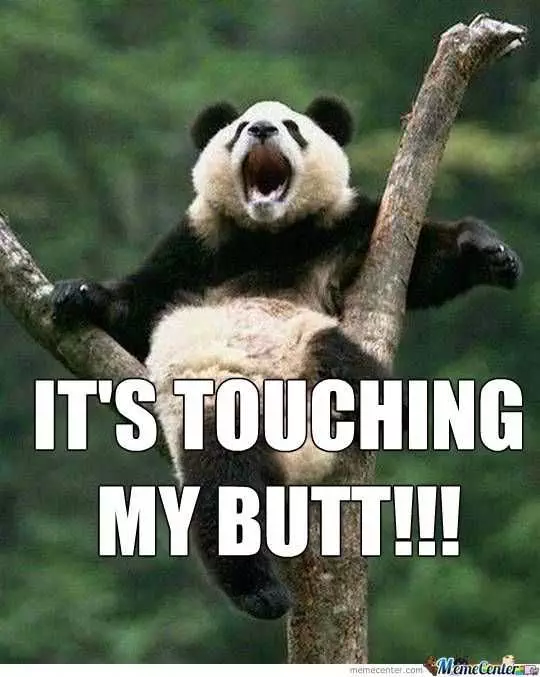Funny Touching Panda