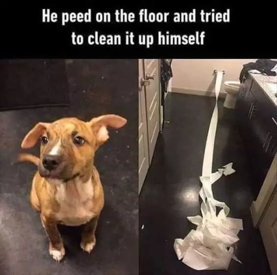 Funny Try To Clean