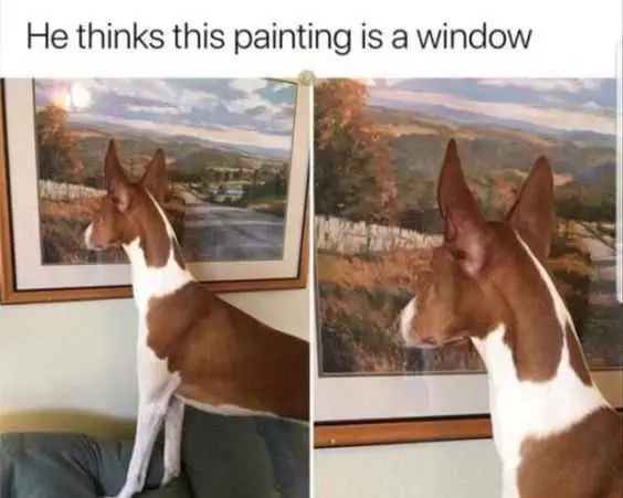 Funny Window