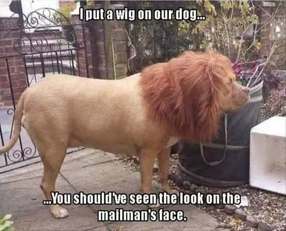 Funy Lion Dog