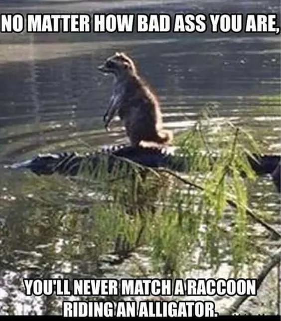 Quote Raccoon