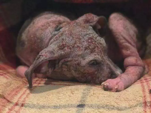 Thedodo Pit Bull Survives