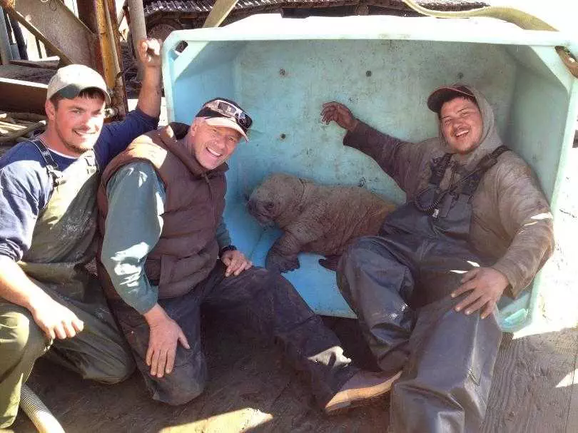 Au Grabber Crew With Walrus