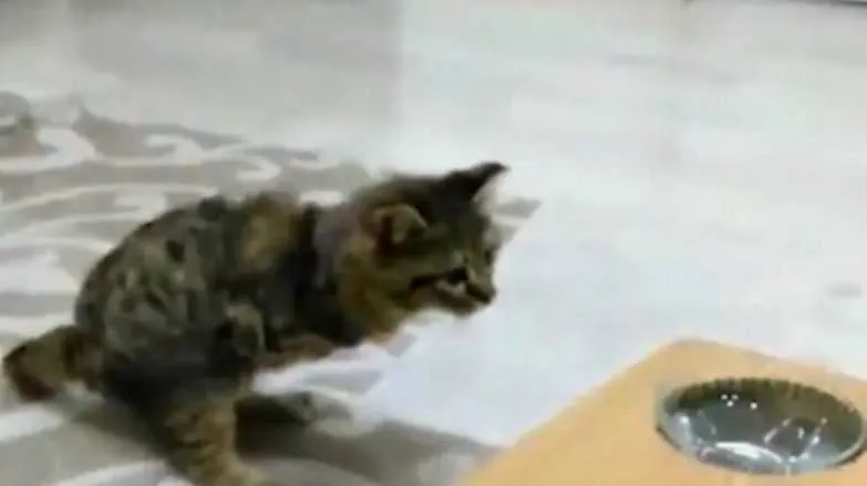 Screen Shot 2018 09 16 At 1.21.40 Am