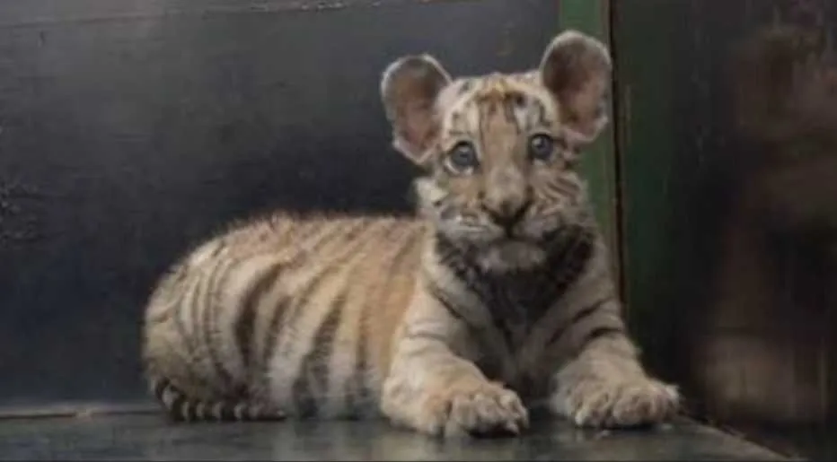 Screen Shot 2018 09 16 At 2.06.05 Am