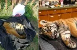 Screen Shot 2018 09 16 At 2.21.45 Am