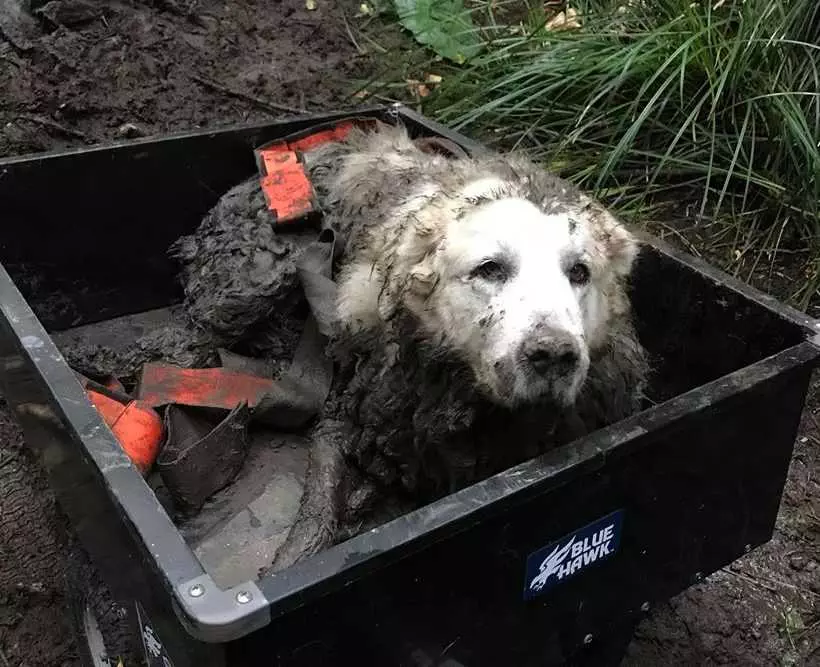 Dog Rescues Friend Stuck In Mud 11 E1536335627516