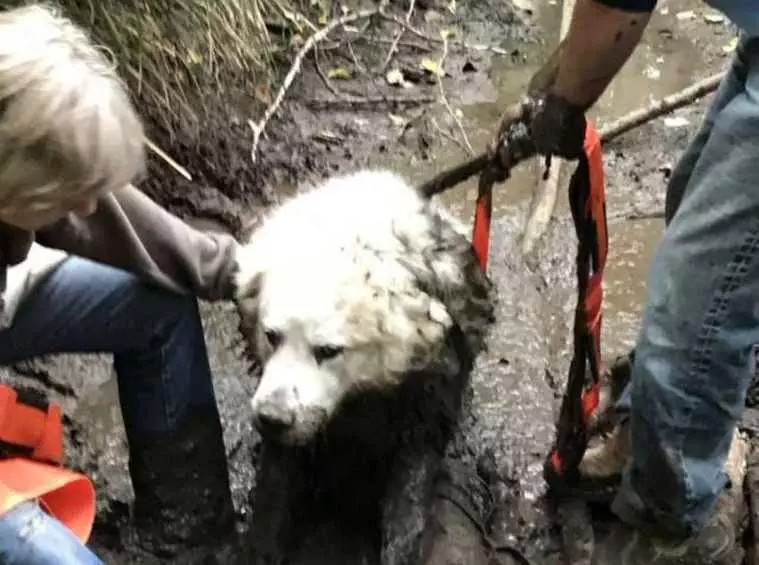 Dog Rescues Friend Stuck In Mud 6 E1536341030171