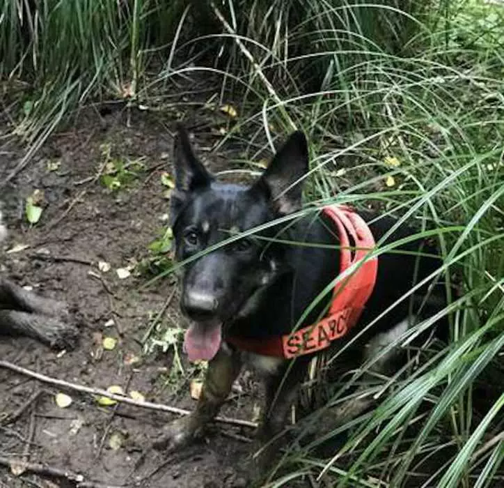 Dog Rescues Friend Stuck In Mud 721