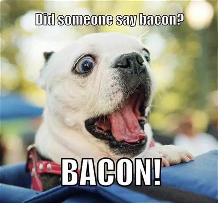 Funny Bacon Bacon